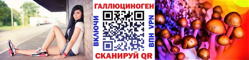 закладки  Щёлково  Галлюциногенные грибы Psilocybine cubensis 
